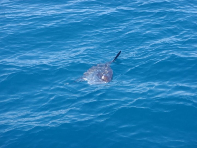 Un delfin nadando